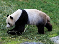 Panda (Pairi Daiza) 2015