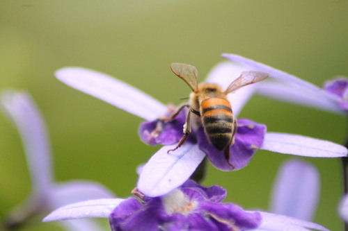 Quoi encore au jardin botanique de Deshaies 