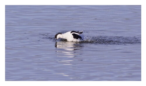 Avocette  élégante