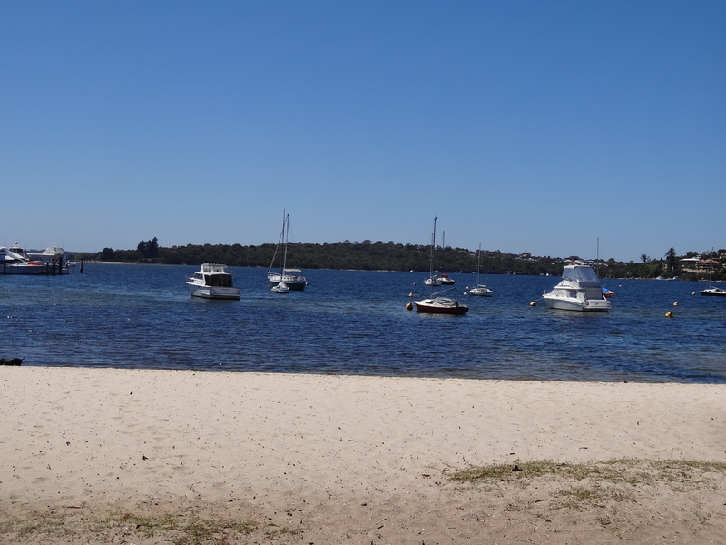 La swan river à Perth ou la rivière des cygnes noirs
