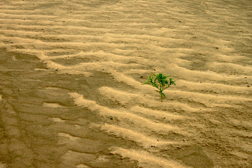 Sur le sable