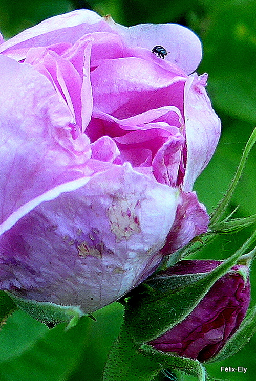 Belle rose rose !