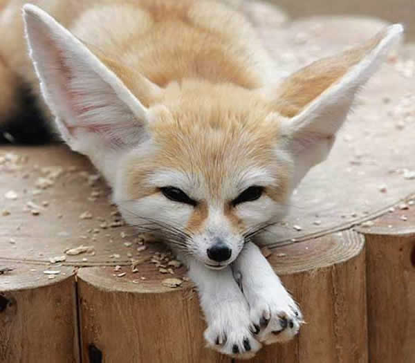 Fennec