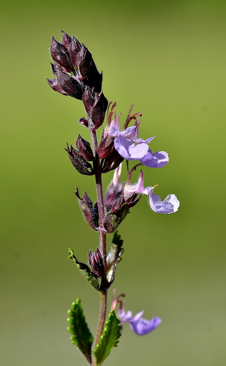 Epiaire officinale