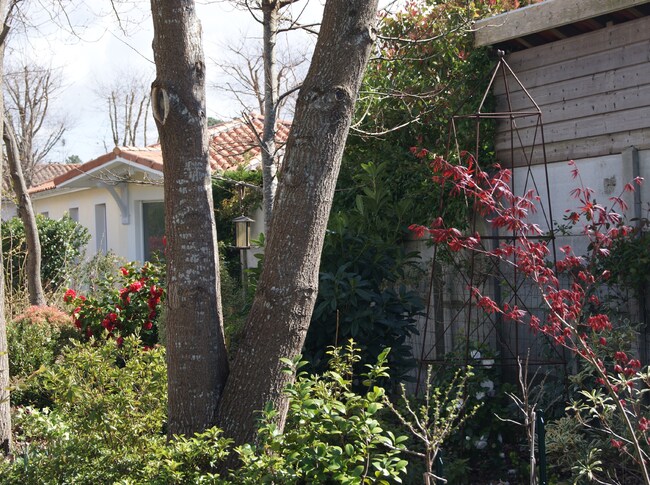 Acer palmatum purpureum