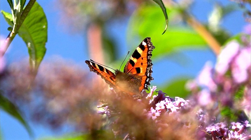 Les papillons de l'été