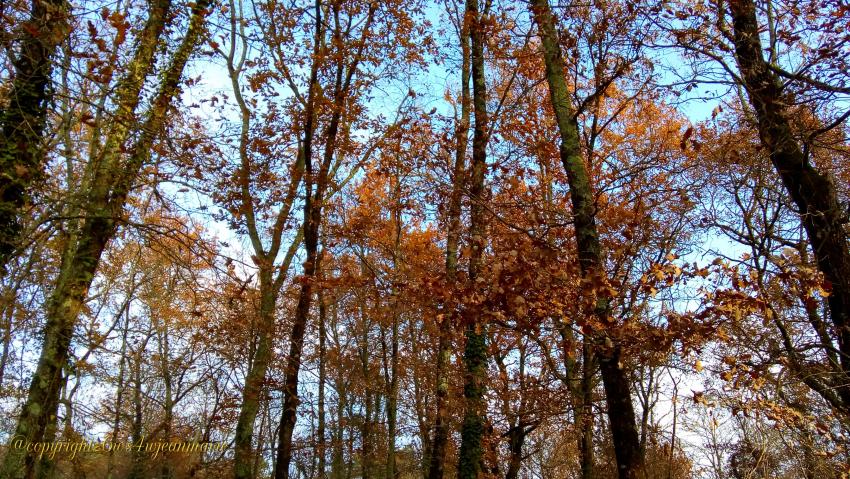 Protection des animaux,écologie,pas de chasse,un bois de réserve des oiseaux a Langon que j'ai trouvé