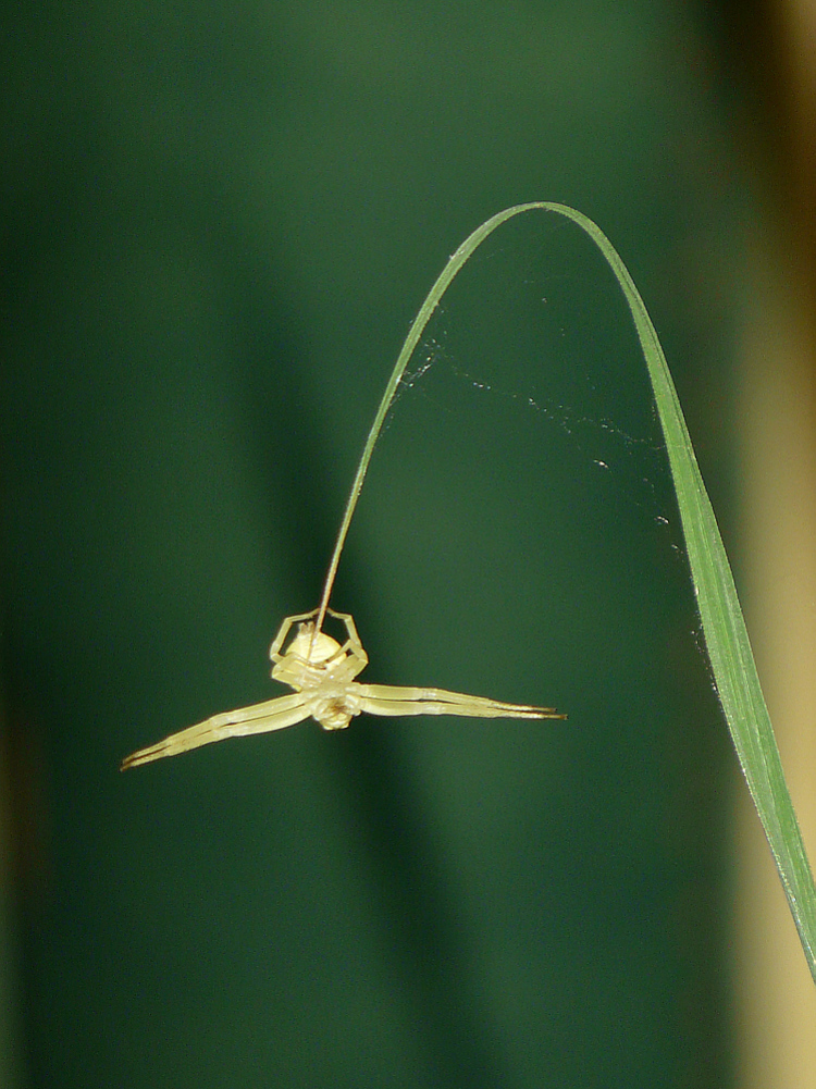 Ma thomise "véranda" fait du trapèze volant sur une feuille de citronnelle - Lartigau - Milhas - 31