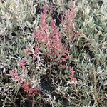 salicornia marshalli