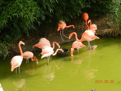 Parc des oiseaux a Villard les dombes