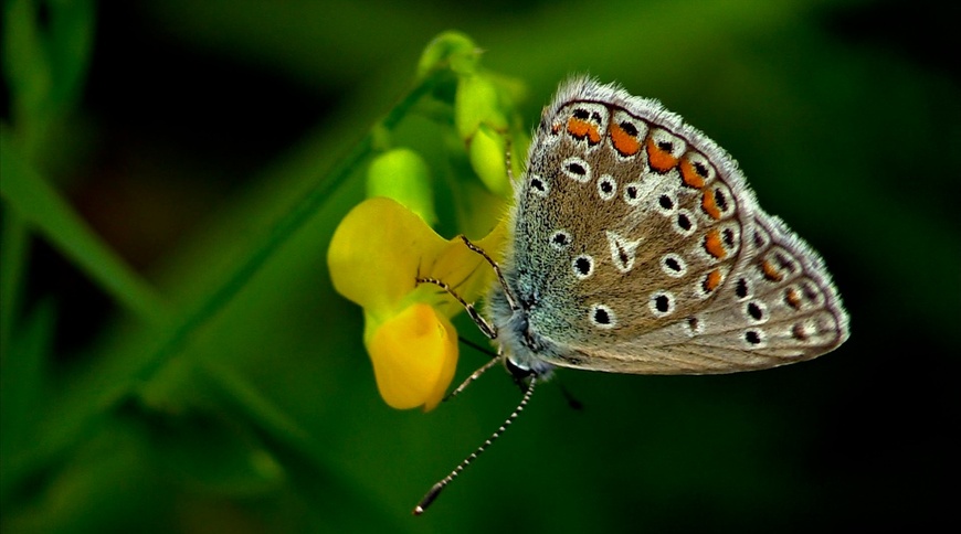 Les papillons de l'été (2) Les Lycaenidae