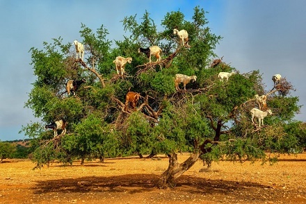 amazigh by mimouni