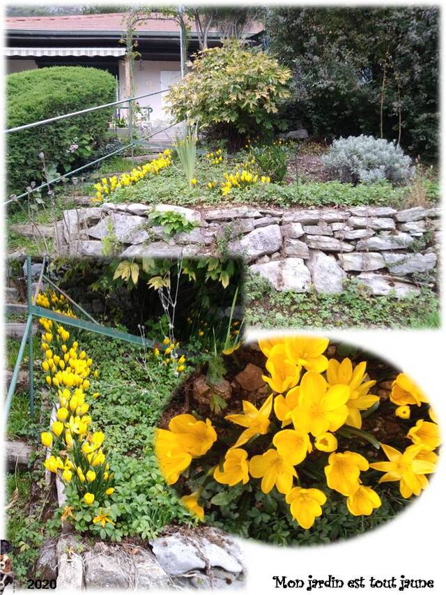 Mon jardin est tout "jaune"