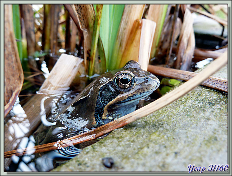 Ma copine la grenouille rousse vue en gros plan - Lartigau - Milhas - 31  (Faune)
