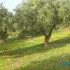 El Menzel: oliveraies