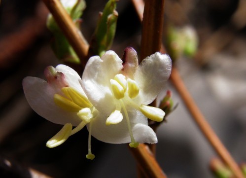fleur jasmin d'hiver février