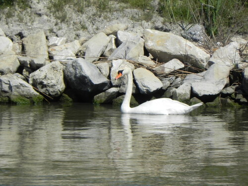 La Camargue