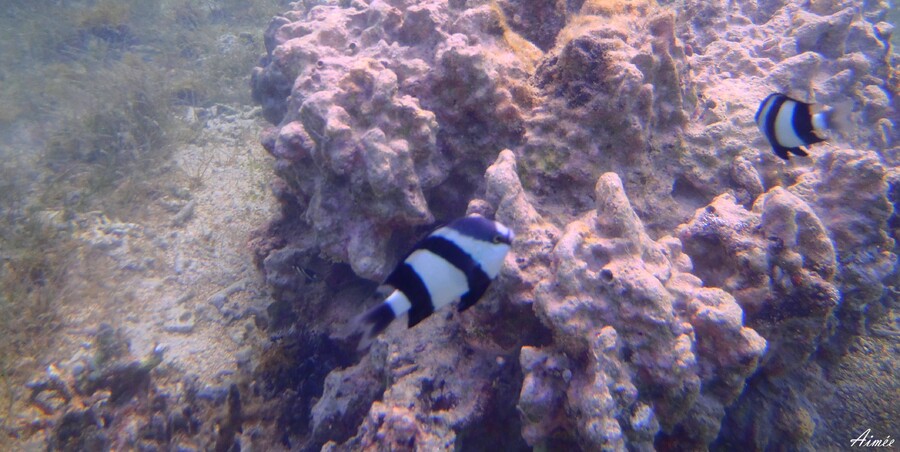 Ile Maurice : PLONGEE ET DECOUVERTE DE LA FAUNE AQUATIQUE 1ère partie