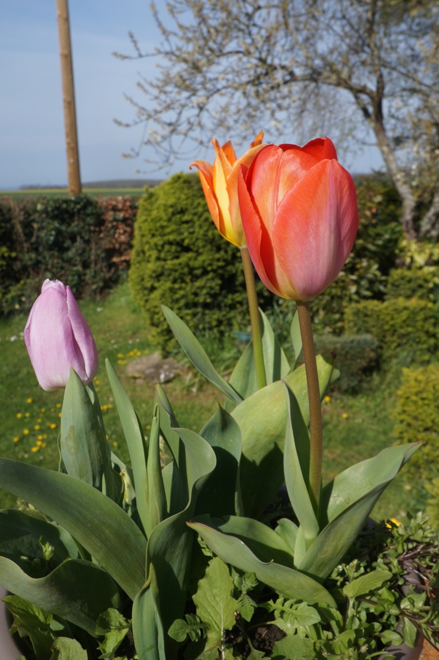 «La fête à la tulipe»