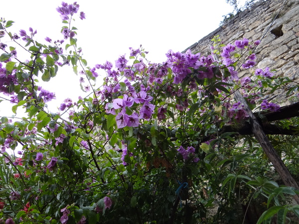 Fleurs et arbres de la Roque-Gageac