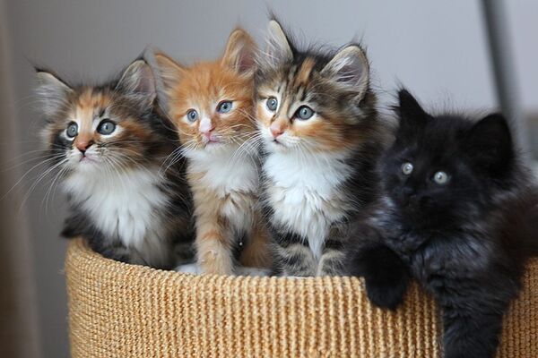 Adorables chats et chatons