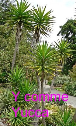 Abécédaire du jardin en été