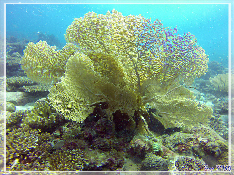Gorgone géante de la mer Rouge ou éventail ou d'Hickson, Red sea giant seafan, Hickson's giant seafan (Annella mollis) - Nosy Mitsio - Madagascar