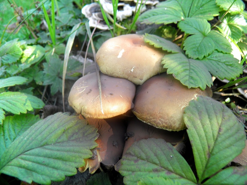 Une ribambelle de champignons