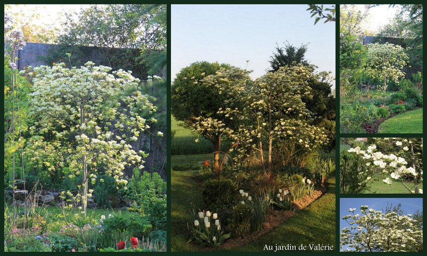 Cornus Eddie's white wonder