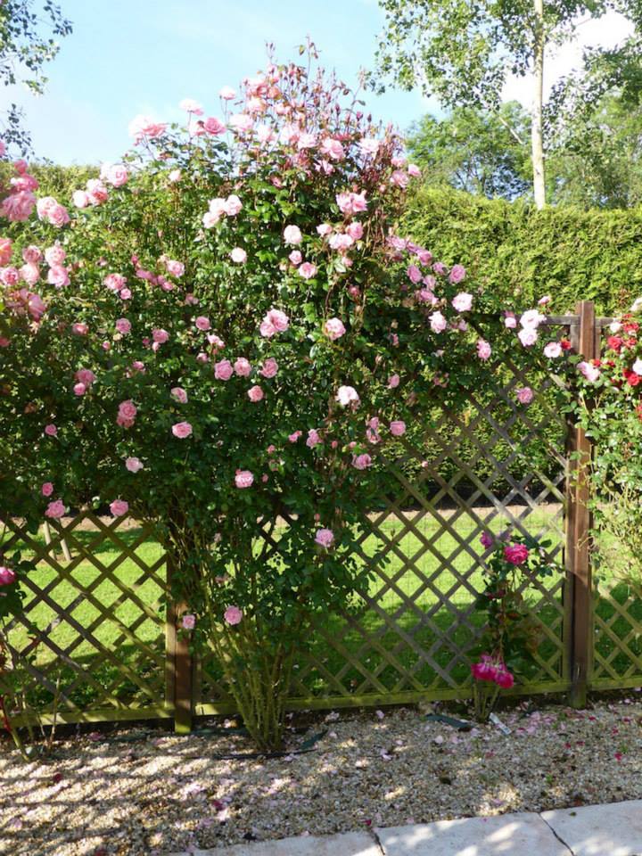 Au jardin de mon coeur ... une roseraie ...