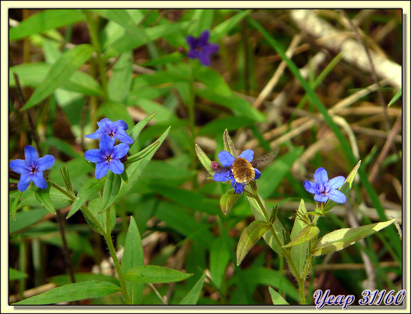 Grémil pourpre-bleu (Lithospermum purpurocaeruleum) - Aurignac - 31  (Flore)