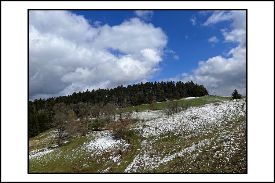 Des jonquilles d'avril - Haut du Tôt - Vosges