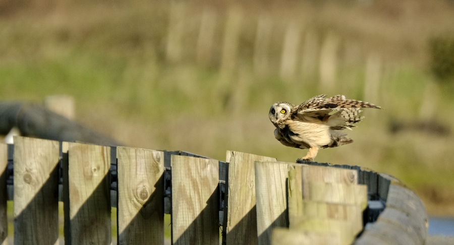 A la recherche du hibou des marais.