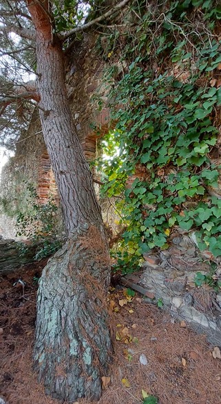 Peut être une image de arbre et nature