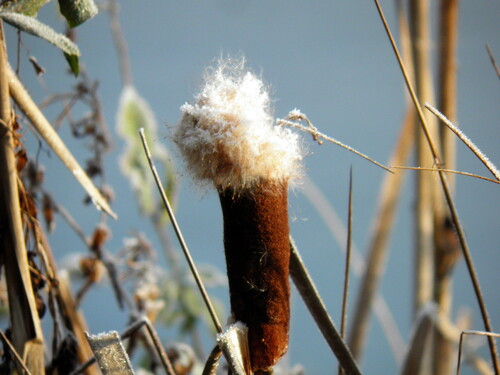 Une balade dans le froid