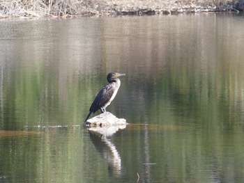 Zoom sur LE cormoran du lac