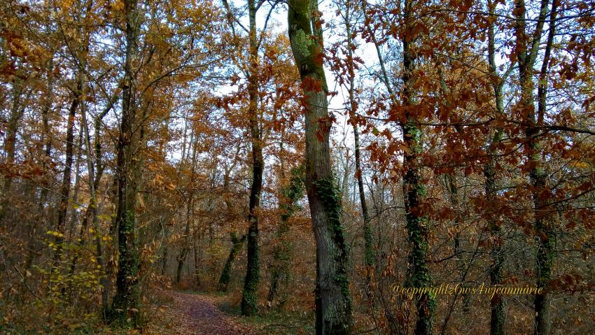 Protection des animaux,écologie,pas de chasse,un bois de réserve des oiseaux a Langon que j'ai trouvé