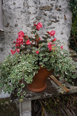 Troc aux plantes chez Valérie