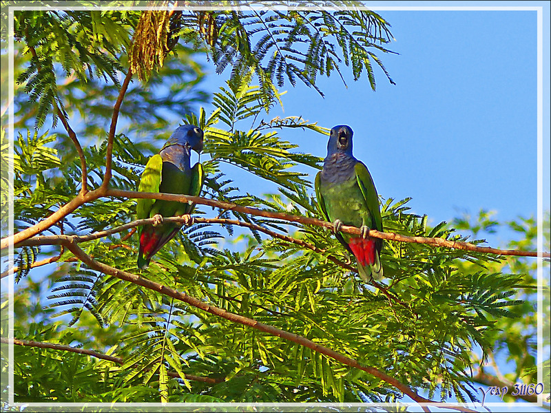 Perroquet Pione à tête bleue, Blue-headed Parrot (Pionus menstruus) - Puerto Maldonado - Pérou