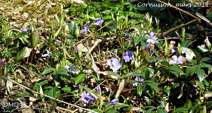 Vinca minor - petite pervenche