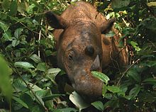 Les rhinocéros d'Asie