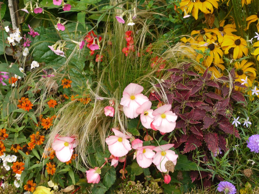 Jardin des plantes de Coutances - 1