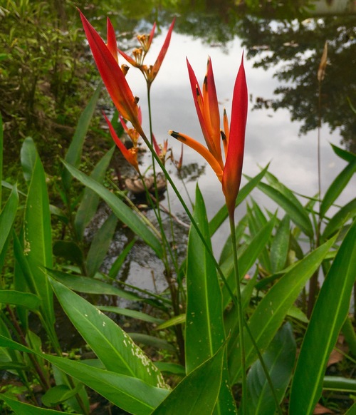 Costa Rica la flore
