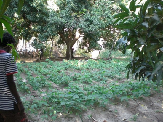 Bankoualé Dans les potagers