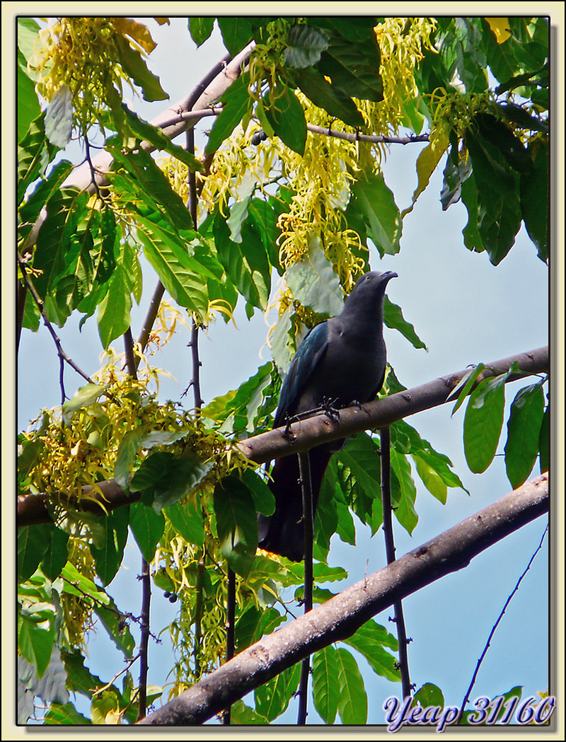 Carpophage des Marquises ou Upe, Marquesan Imperial-pigeon, Nukuhiva Imperial-pigeon (Ducula galeata)- Kamuihei - Hatiheu - Nuku Hiva - Polynésie française