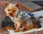 SSTV rx HAM Frequency