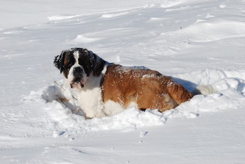 Dans la neige...