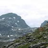 Lagopède alpin (Lagopus muta)