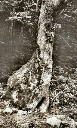 Marcourt, fontaine Saint Thibaut