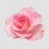 Fleurs Rose Rose Sur Transparent | PSD Premium